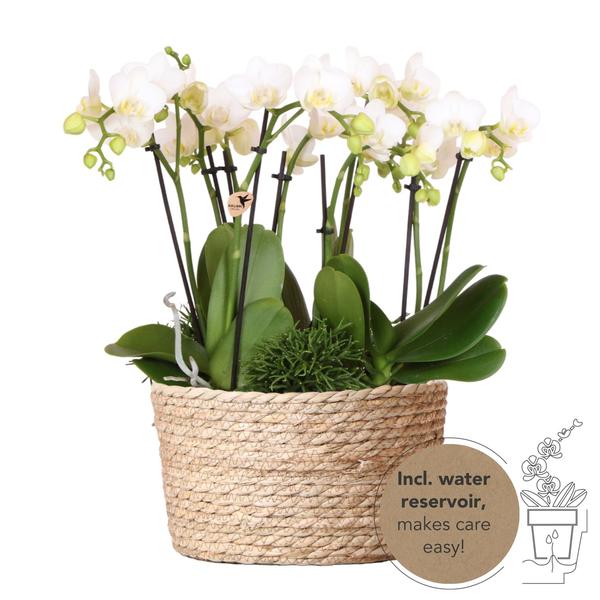 Pflanzenset Weiß – 3x Phalaenopsis Amabilis 9 cm & 3x Grünpflanzen – inkl. Schilfkorb mit Wassertank – Dschungelstrauß Weiß