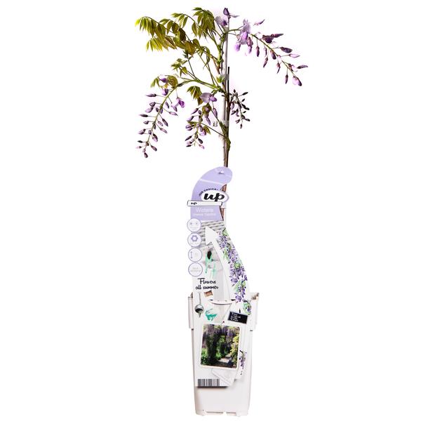 Blauregen – Wisteria sinensis Caroline – ↕ 65 cm – Ø 15 cm