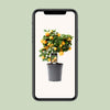 Zwergorangenbaum – Citrus calamondin – ↕ 40 cm – Ø 15 cm