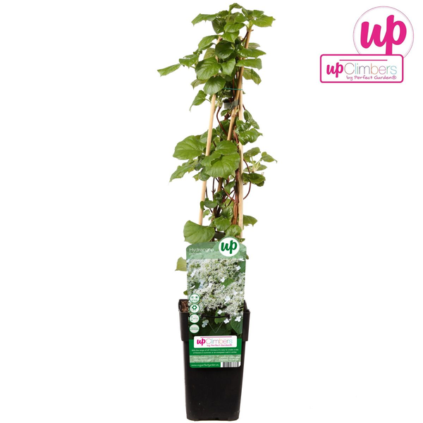 Kletterhortensie – Hydrangea petiolaris – ↕ 65 cm – Ø 15 cm