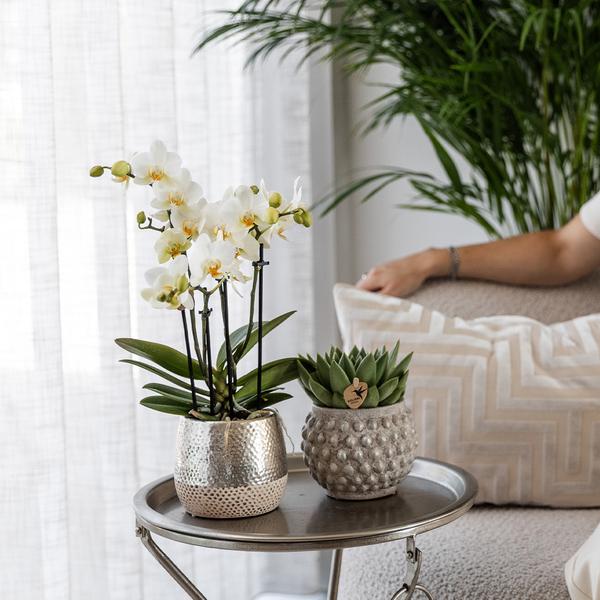 Nachtfalterorchidee weiß – Phalaenopsis Orchidee – Amabilis – ↕ 35 cm – Ø 9 cm | Elite-Topf Silber