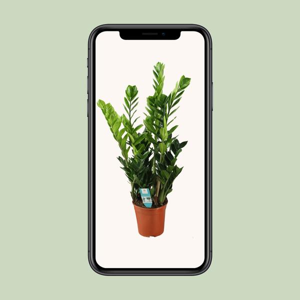 Glücksfeder - Zamioculcas - ↕ 100 cm - Ø 21 cm