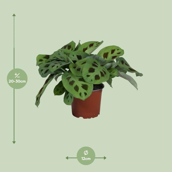 Pfeilwurz – Maranta Leuconeura Kerchoveana – ↕ 30 cm – Ø 12 cm