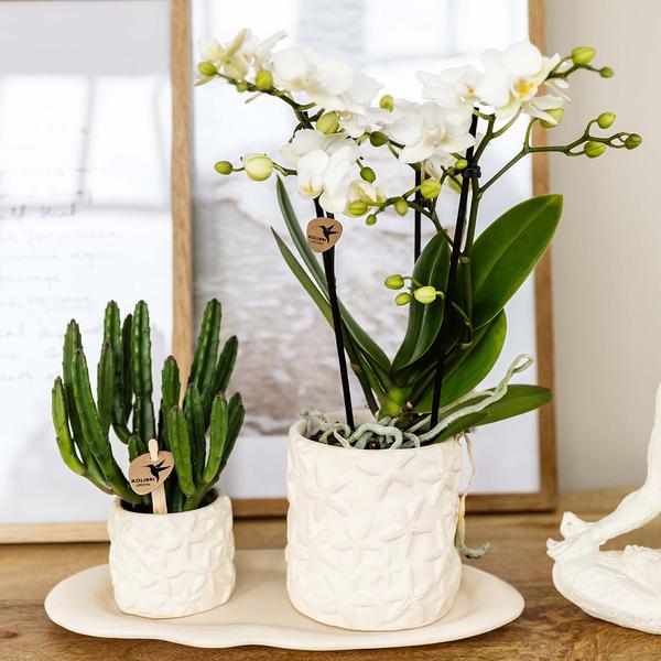Nachtfalterorchidee - Phalaenopsis - ↕ ca. 35 cm - Ø 9 cm | 2er-Set Star Fish small auf weißem organischen Tablett