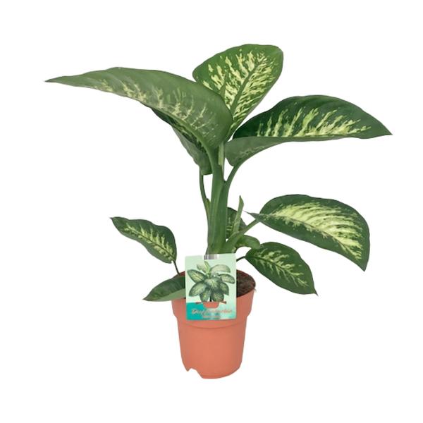 Dieffenbachie – Dieffenbachia Seguine Tropic Snow – ↕ 70 cm – Ø 19 cm