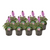 Steppenröschen – Erysimum linifolium 'Bowles Mauve' – 8 Stück – ↕ 30 cm – Ø 13 cm