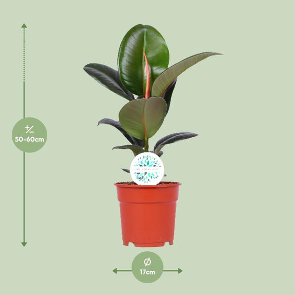 Gummibaum - Ficus Elastica Robusta - ↕ 55 cm - Ø 17 cm