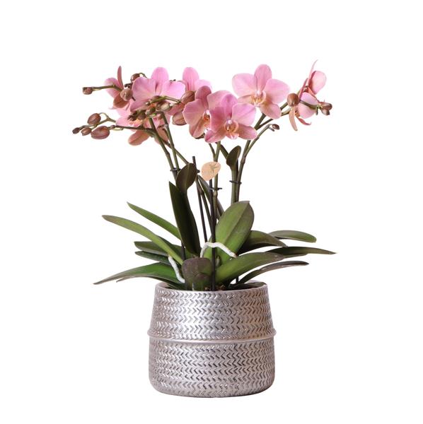 Nachtfalterorchidee - Phalaenopsis rosa Treviso - ↕ 35 cm - Ø 12 cm | im silbernen Groove-Topf Ø 12 cm, Höhe 35 cm