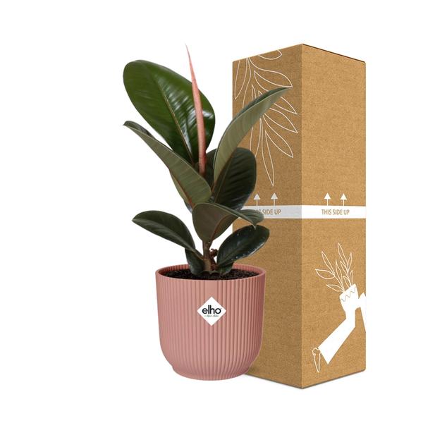 Gummibaum - Ficus Elastica Robusta - ↕ 59 cm - Ø 14 cm | ELHO Vibes Fold Übertopf rosa