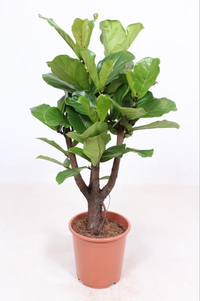 Geigen-Feige - Ficus Lyrata verzweigt - ↕ 120 cm - Ø 27 cm