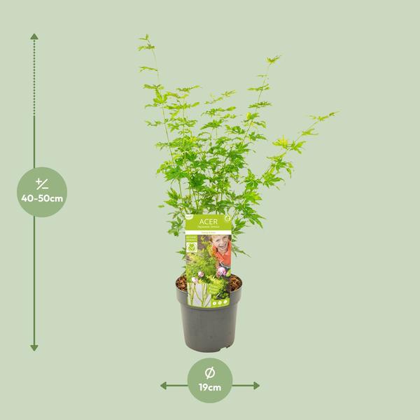 Fächerahorn – Acer palmatum Going Green – ↕ 50 cm – Ø 19 cm