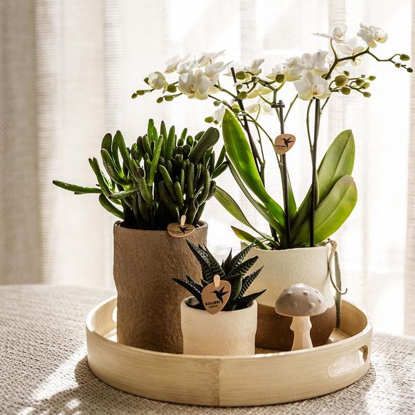 Nachtfalterorchidee - Phalaenopsis - ↕ ca. 40 cm - Ø 9 cm | 3er-Set Slow Living inkl. Keramik-Zierpflanztöpfen