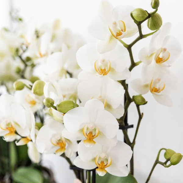 Nachtfalterorchidee - Phalaenopsis - ↕ ca. 35 cm - Ø 9 cm | 2er-Set Star Fish small auf weißem organischen Tablett