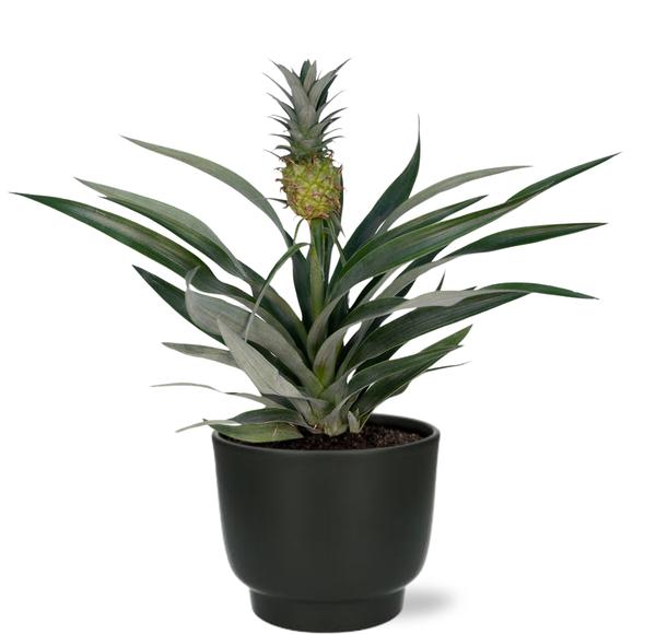 Zierananas - Bromelia Ananas - ↕ 30 cm - Ø 12 cm | Potenza Übertopf schwarz – ↕ 11 cm – Ø 13 cm
