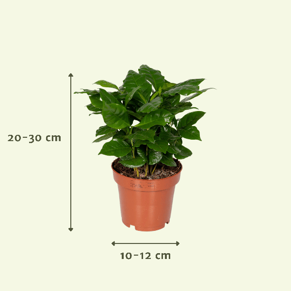 Überraschungsbox – 5 Zimmerpflanzen-Mix – ↕ 25 cm – Ø 12 cm