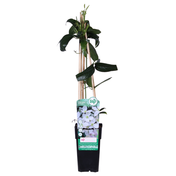 Immergrüne Clematis – Clematis armandii Weiß – ↕ 65 cm – Ø 15 cm