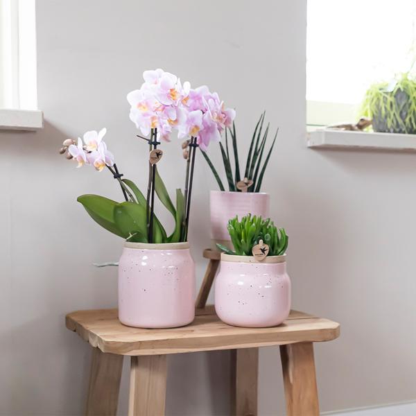 Nachtfalterorchidee – Überraschungsbox Mix – 4 verschiedene Phalaenopsis Orchideen