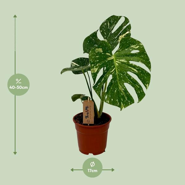 Fensterblatt - Monstera Variegata - ↕ 55 cm - Ø 14 cm