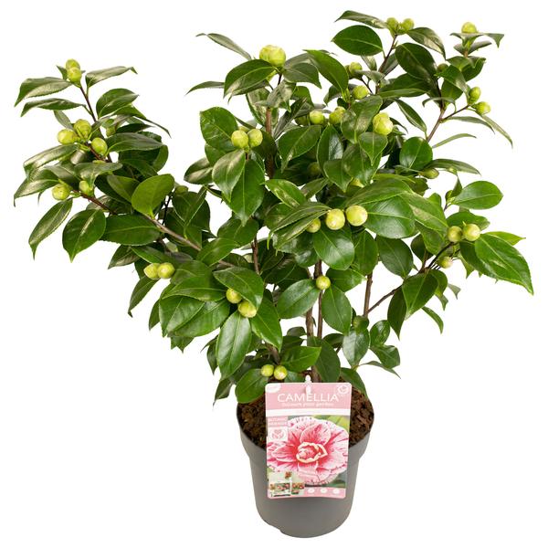 Kamelie – Camellia japonica Bonomiana – ↕ 90 cm – Ø 29 cm