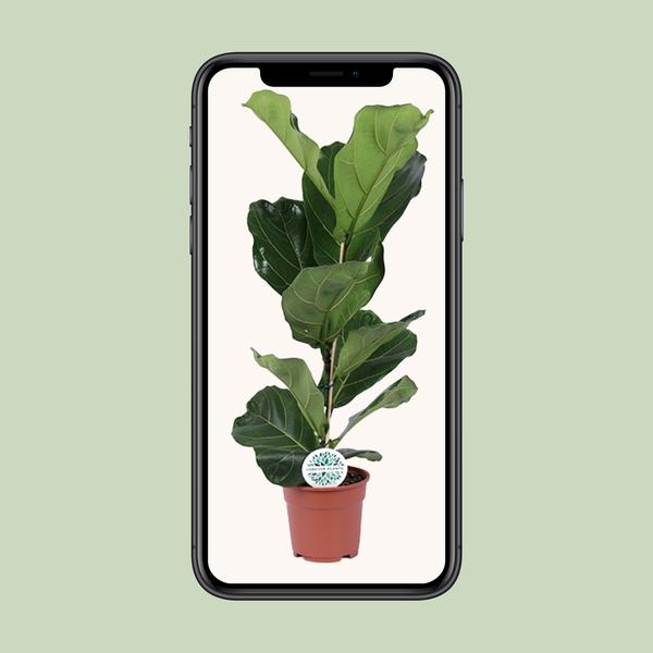 Geigen-Feige - Ficus Lyrata - ↕ 60 cm - Ø 17 cm