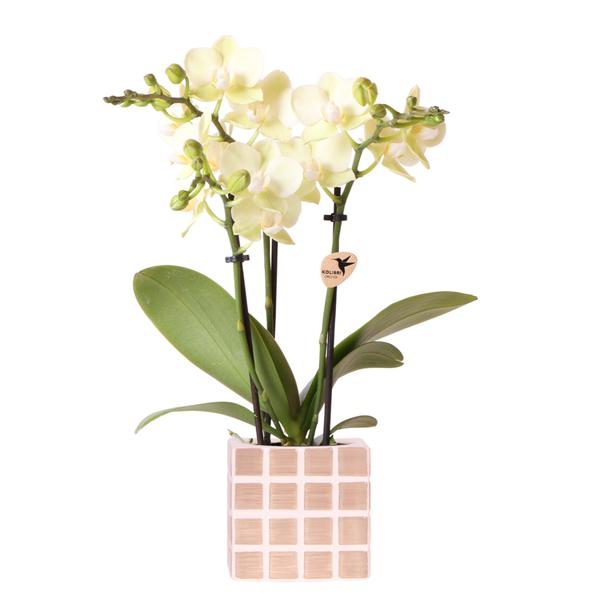 Nachtfalterorchidee gelb – Phalaenopsis Orchidee – Mexiko – ↕ ca. 35–45 cm – Ø 9 cm | Mosa-Ziertopf Braun