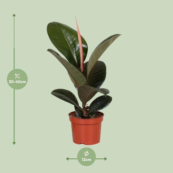 Gummibaum - Ficus Elastica Robusta - ↕ 35 cm - Ø 12 cm