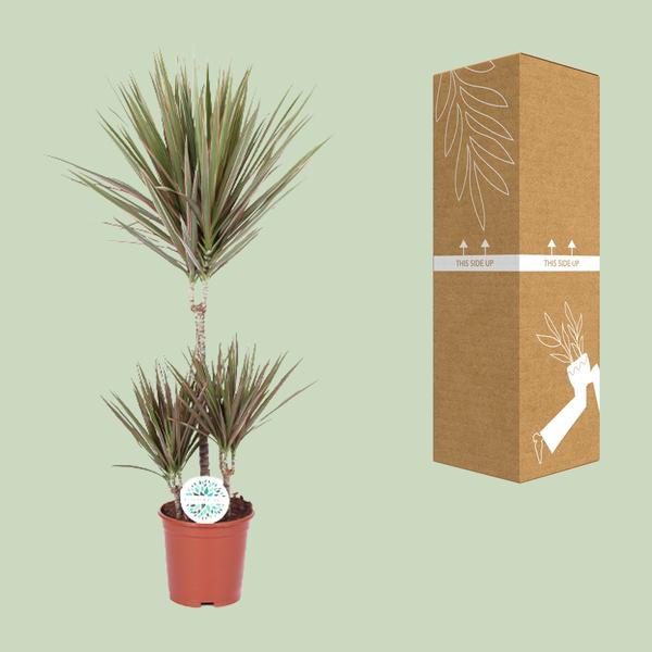 Drachenbaum - Dracaena Bicolor - ↕ 95 cm - Ø 21 cm