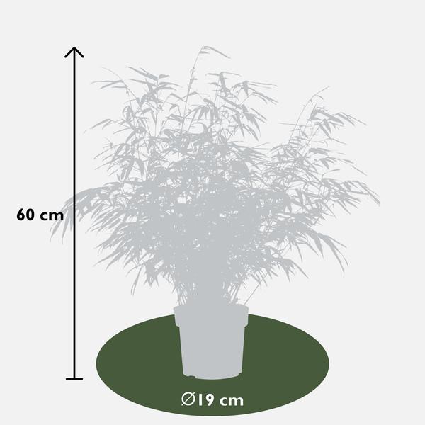 4x Bambus – Fargesia rufa – ↕ 60 cm – Ø 19 cm