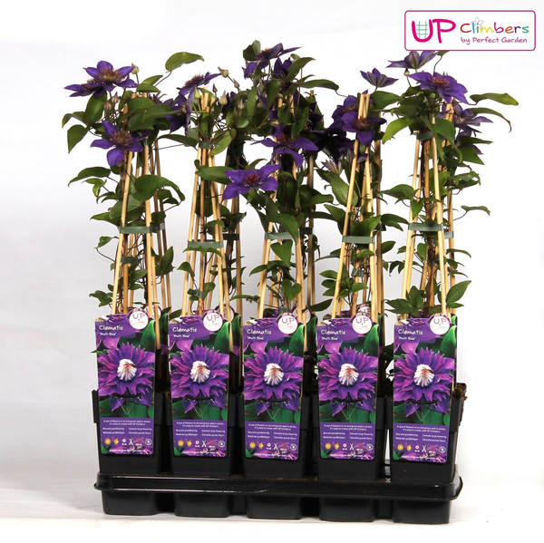 Clematis Multi Blue – ↕ 65 cm – Ø 15 cm