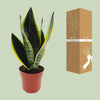 Bogenhanf - Sansevieria Futura Superba - ↕ 30 cm - Ø 12 cm