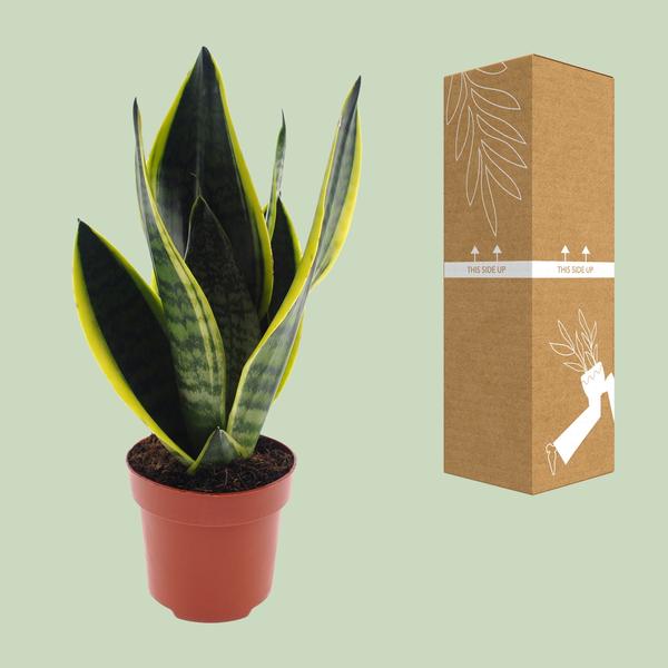 Bogenhanf - Sansevieria Futura Superba - ↕ 30 cm - Ø 12 cm
