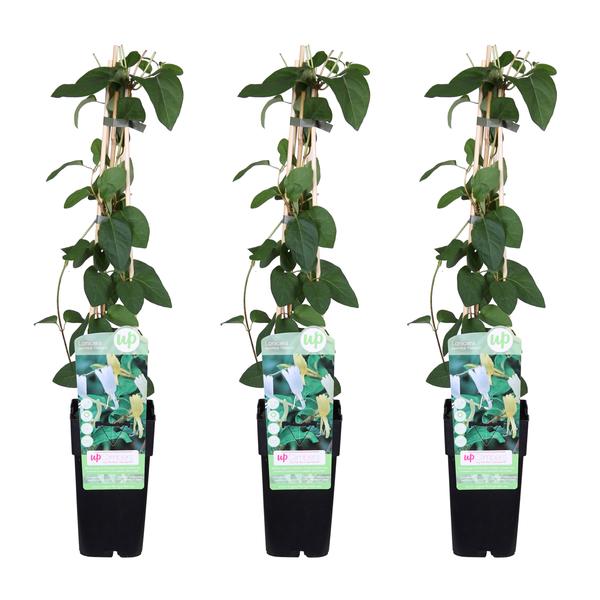 3x Geißblatt – Lonicera japonica Halliana – ↕ 65 cm – Ø 15 cm