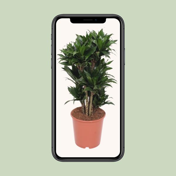 Drachenbaum - Dracaena Compacta - ↕ 80 cm - Ø 24 cm