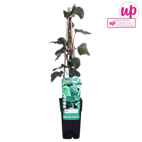 Efeu – Hedera algeriensis Gloire de Maren – ↕ 65 cm – Ø 15 cm