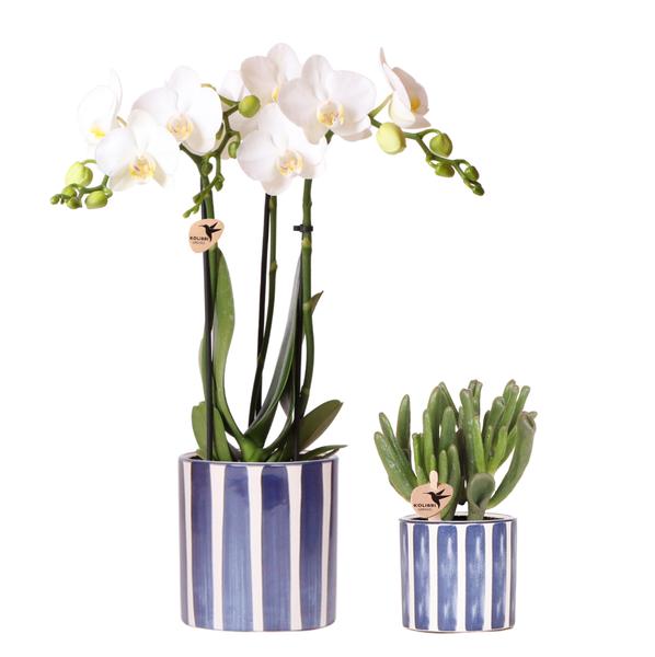Nachtfalterorchidee weiß – Phalaenopsis Amabilis & Sukkulente – Crassula Hobbit – ↕ 35 cm – Ø 9 + 6 cm | Painted Stripe-Topf Blau