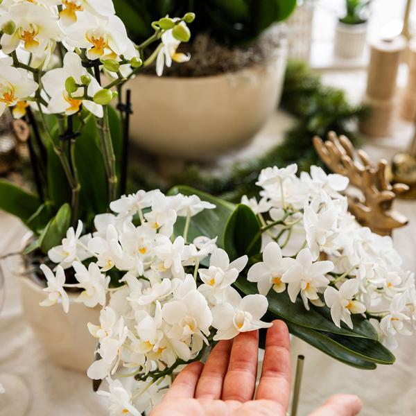 Nachtfalterorchidee - Phalaenopsis - ↕ ca. 40 cm - Ø 9 cm | 5er-Set für Tischdekoration mit Zierpflanzgefäßen
