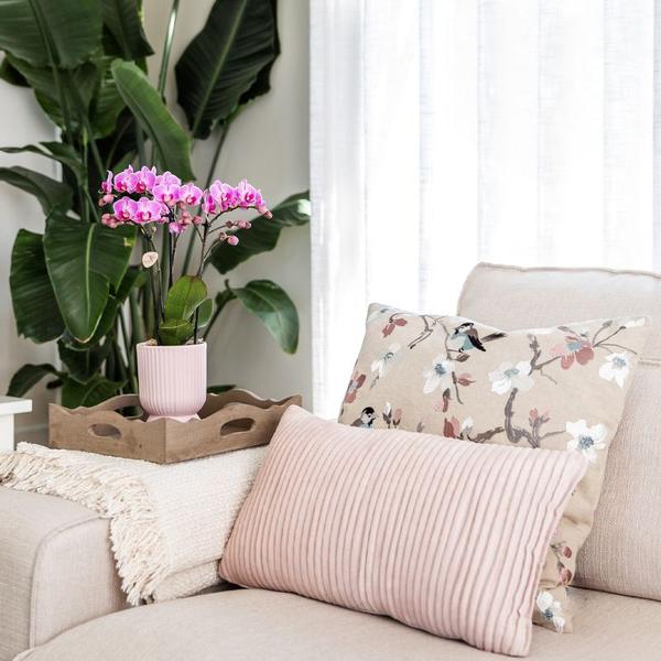 Nachtfalterorchidee & Sukkulente - ↕ ca. 30–35 cm - Ø 9 cm | 2er-Set rosa gefleckt auf weißem Tablett