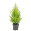 Zypressen - Cupressus Macrocarpa Goldcrest Wilma - ↕ 55cm - Ø 14cm