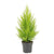 Zypressen - Cupressus Macrocarpa Goldcrest Wilma - ↕ 55cm - Ø 14cm