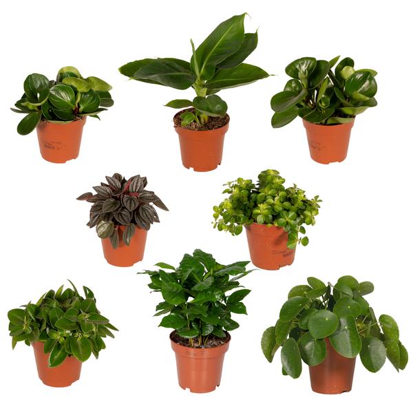 Überraschungsbox – 8 Zimmerpflanzen-Mix – ↕ 25 cm – Ø 12 cm