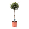 Olivenbaum – Olea europaea – ↕ 100 cm – Ø 22 cm