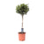 Olivenbaum – Olea europaea – ↕ 100 cm – Ø 22 cm
