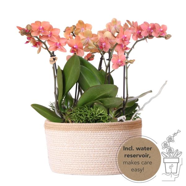 Pflanzenset orange – 3x Nachtfalterorchidee Bozen 9 cm & 3x Grünpflanzen – inkl. Baumwollkorb mit Wassertank – Dschungelstrauß Orange
