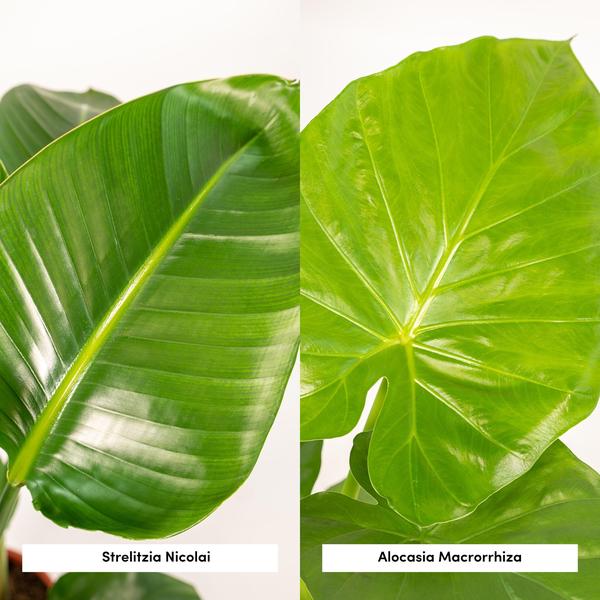 Strelitzia Nicolai - ↕ 85 cm - Ø 19 cm + Alocasia Macrorrhiza - ↕ 70 cm - Ø 19 cm