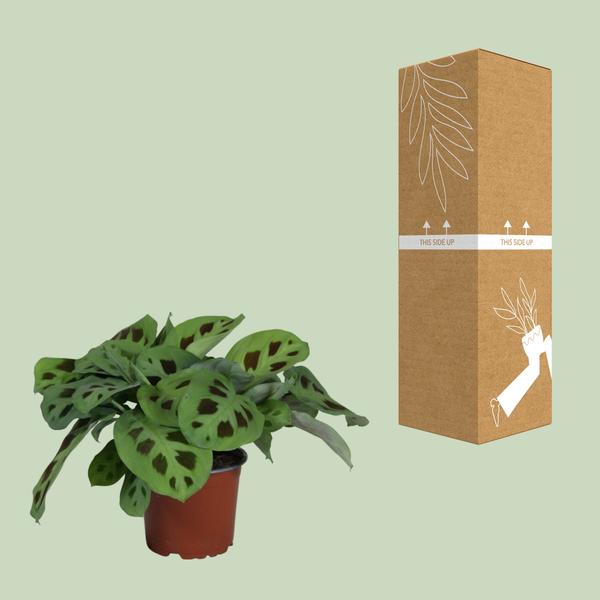 Pfeilwurz – Maranta Leuconeura Kerchoveana – ↕ 30 cm – Ø 12 cm