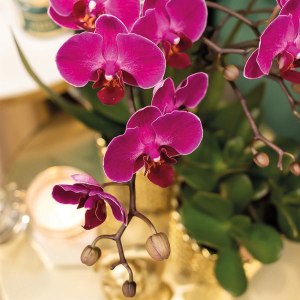 Nachtfalterorchidee - Phalaenopsis lila - ↕ 35 cm - Ø 9 cm | im goldenen Diamant-Dekotopf