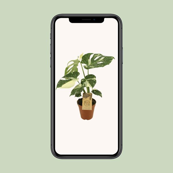Fensterblatt - Monstera Thai Constellation - ↕ 50 cm - Ø 15 cm