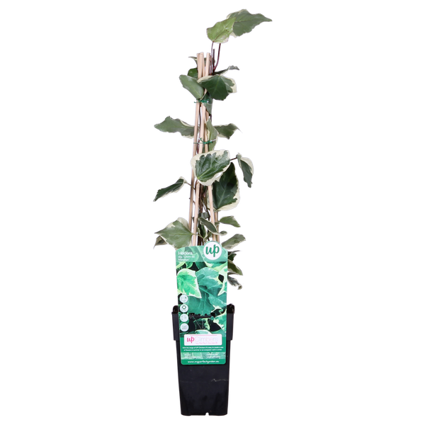 Efeu – Hedera algeriensis Gloire de Maren – ↕ 65 cm – Ø 15 cm