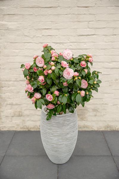 Kamelie – Camellia japonica Bonomiana – ↕ 90 cm – Ø 29 cm