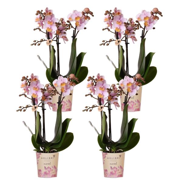 4x Nachtfalterorchidee rosa – Phalaenopsis Orchidee – Andorra – Ø 9 cm – COMBI DEAL